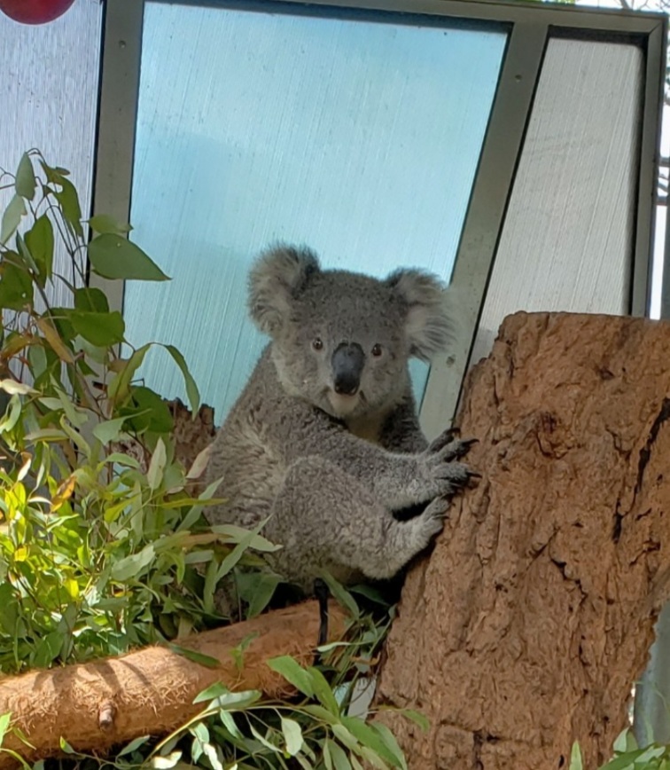 タロンガ動物園でコアラに会う！行き方と攻略法【シドニーオススメスポット】